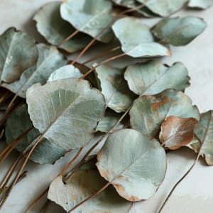 dried_Eucalyptus_Leaves pregnancy tea